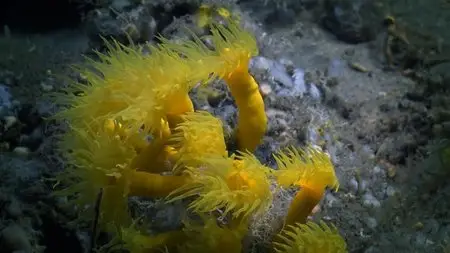 BBC - Atlantic: The Wildest Ocean on Earth (2015)