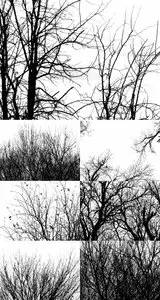 Black Tree Branch Textures