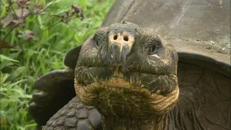 The World Natural Heritage: True Treasures of the Earth. South America & Oceania (2008)