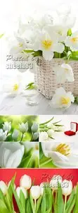 Stock Photo - White Tulips