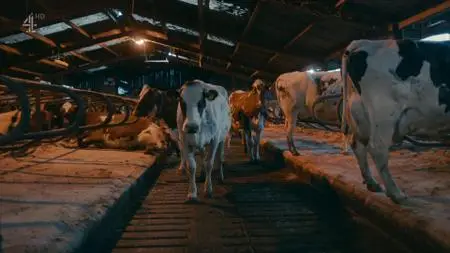 Ch4. - Dispatches: The Great Formula Milk Scandal (2019)