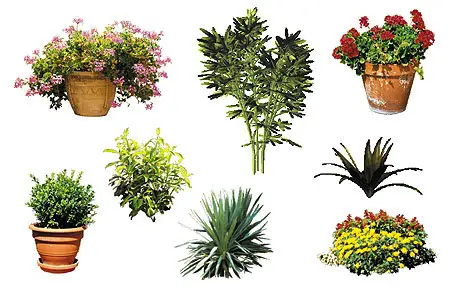 DOSCH DESIGN – 2D Viz-Images: Plants