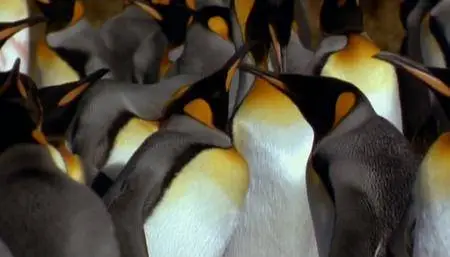 L'Arche et les Déluges [The Ark and the Deluge] 1993