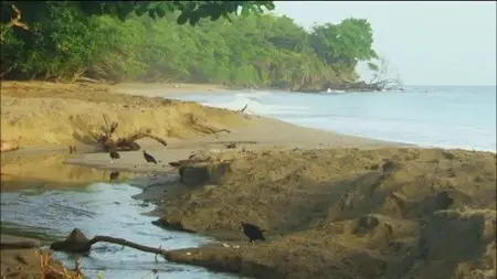 SBS - Wildest Islands: Series 1 (2012)