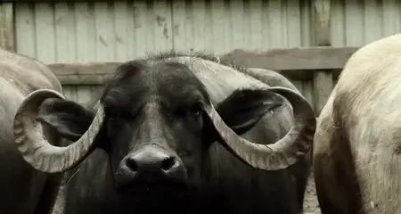 Bestiaire (2012)