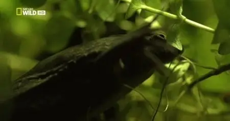 National Geographic - Monster Frog (2015)