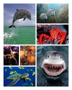 Underwater world Wallpaper Pack 1