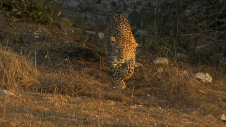 Secrets of Wild India (2011)