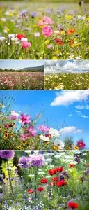 Stock Photo - Wild Flowers Field