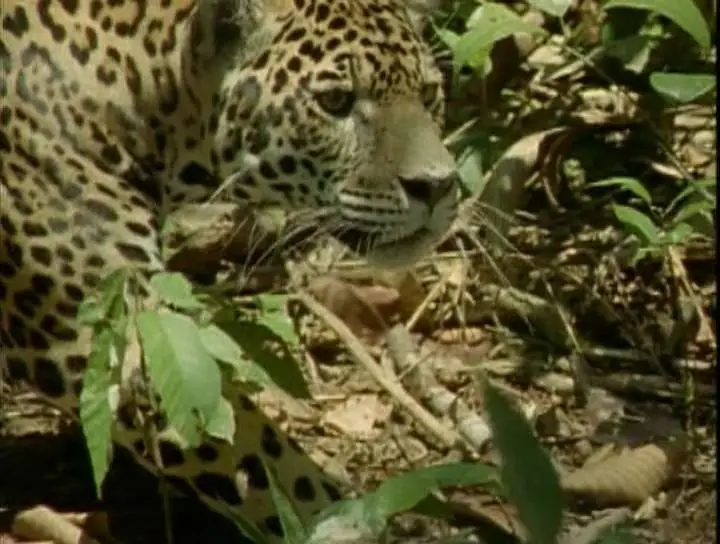 Прирожденные охотники. Диск 2