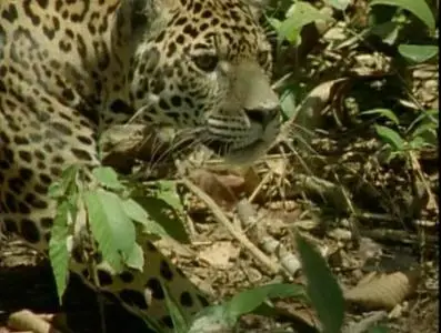 Прирожденные охотники. Диск 2