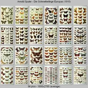 Arnold Spuler - Die Schmetterlinge Europas (1910)