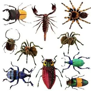 Bugs - Clipart for Photoshop 