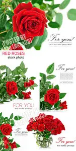 Red roses