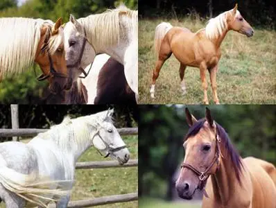 Wallpapers - Horses