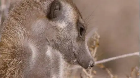 BBC Natural World - Meerkats: Secrets of an Animal Superstar (2013)