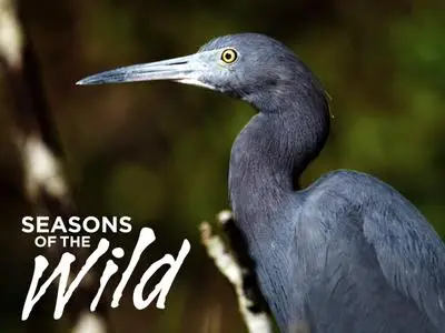 Smithsonian Ch. - Seasons of the Wild Season 1 (2015)