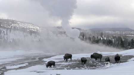 PBS Nature - Snowbound: Animals of Winter (2017)