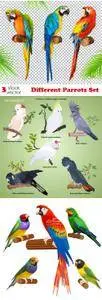 Vectors - Different Parrots Set