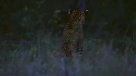 Big Cats S01E05