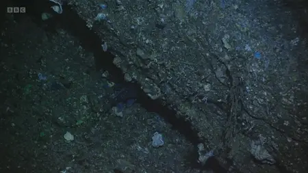 Deep Ocean: Kingdom of the Coelacanth (2025)