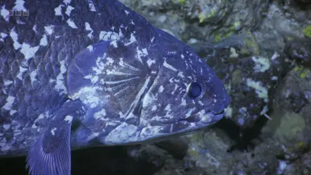 Deep Ocean: Kingdom of the Coelacanth (2025)