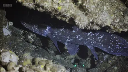 Deep Ocean: Kingdom of the Coelacanth (2025)
