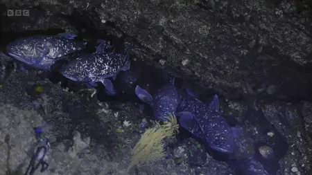 Deep Ocean: Kingdom of the Coelacanth (2025)