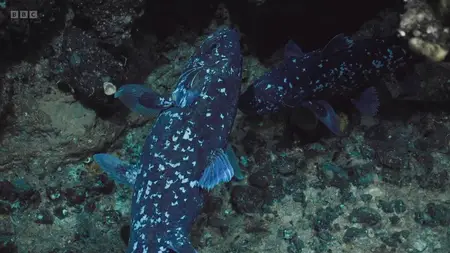 Deep Ocean: Kingdom of the Coelacanth (2025)
