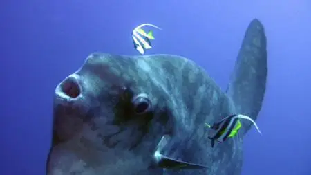 Absurd Planet S01E04