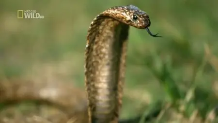 National Geographic - Snakes in the City: Series 1 (2014)
