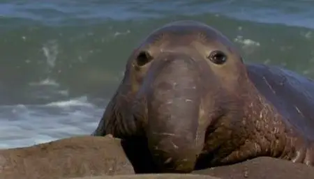 L'Arche et les Déluges [The Ark and the Deluge] 1993