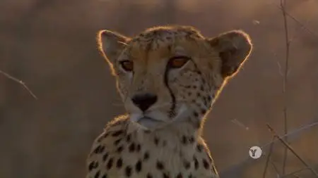 PBS - NATURE: The Cheetah Children (2017)