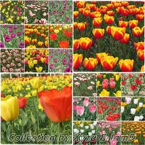 The Flower Collection: Tulip Series 1-7