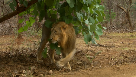 Secrets of Wild India (2011)