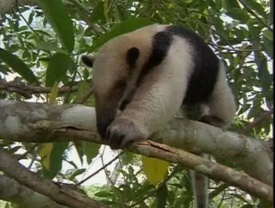 Прирожденные охотники. Диск 2