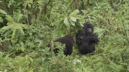 BBC: Mountain Gorilla. Ep3 - Safe in Our Hands / BBC: Горная горилла. Серия 3 - Безопасность в наших руках (2010) [ReUp]