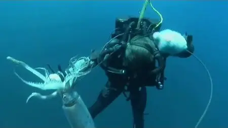 History Channel MonsterQuest Giant Squid Found?