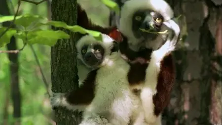 Monkey Planet (2014)