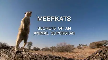BBC Natural World - Meerkats: Secrets of an Animal Superstar (2013)