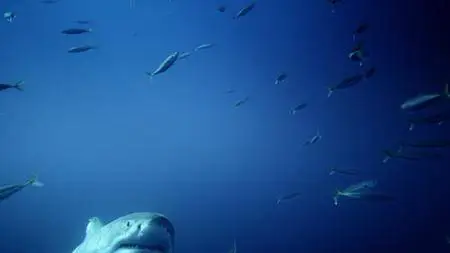 Great White Shark (2013)