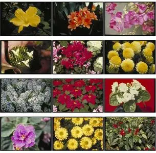 Corel Professional Photos - Flowering Potted Plants