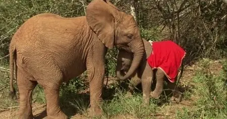 CBC - The Nature of Things: For the Love of Elephants (2010)