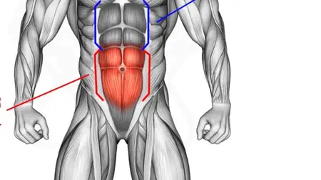 Strengthen Your Lower Abs to Improve Stamina, sexual Health