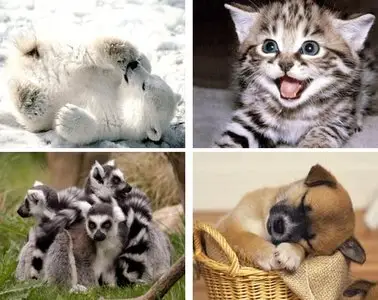 Animal Hi Resolution Wallpapers