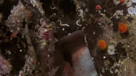 Absurd Planet S01E04
