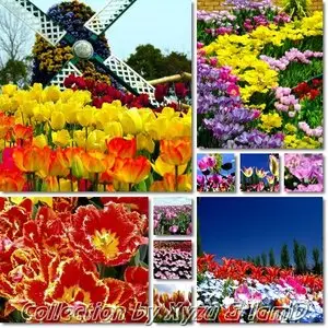 The Flower Collection: Tulip Series 1-7