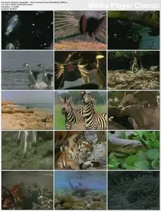 National Geographic: When Animals Attract (2007)