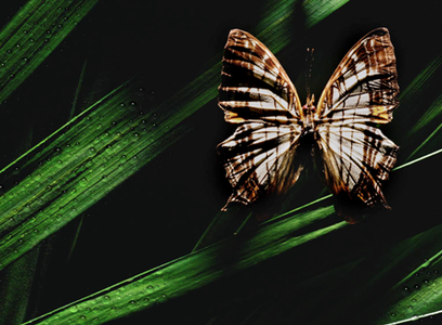 Butterflies