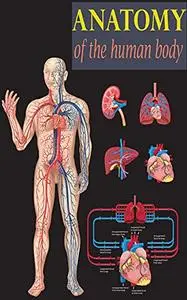 Anatomy of the human body: Anatomy body part